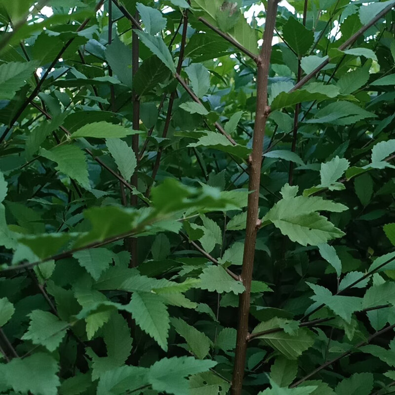 文静花坊正宗食用野榆树苗榆树小苗白榆家榆榆钱树别墅庭院绿化工程树