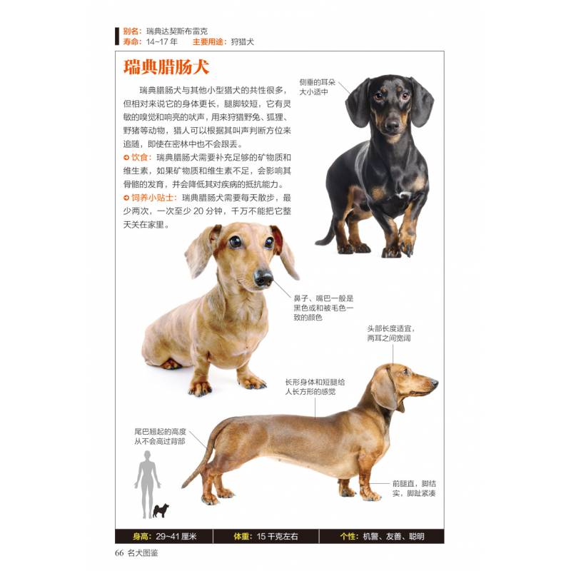 名犬图鉴167种世界名犬驯养与鉴赏图典世界经典名犬鉴赏百科全书籍