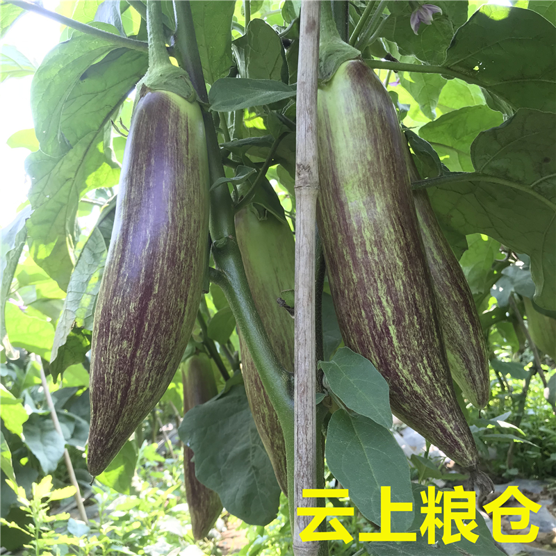 云南冰川茄子新鲜蔬名菜脆皮糯花茄特色餐厅酒店食材2500g