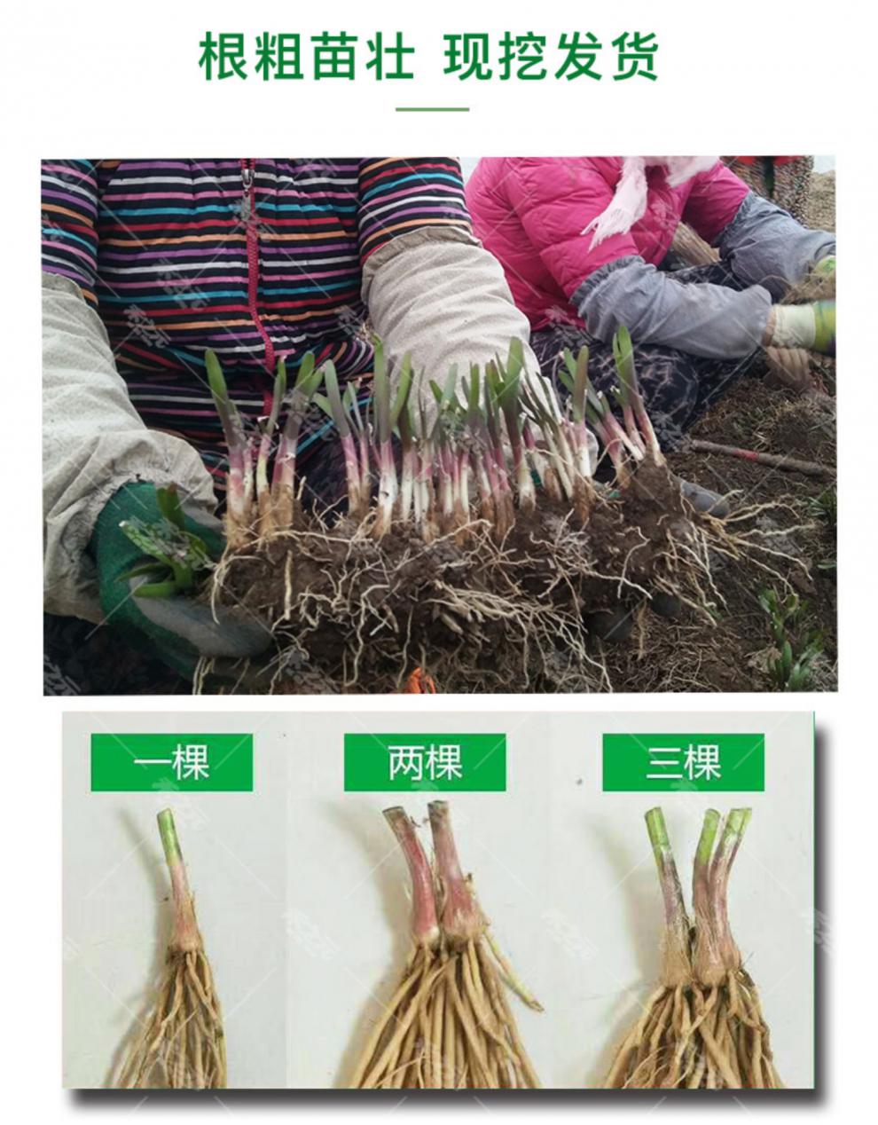 黎昕韭菜根苗紫根现挖紫红根新韭菜根籽苗阳台盆栽种菜四季蔬菜苗紫