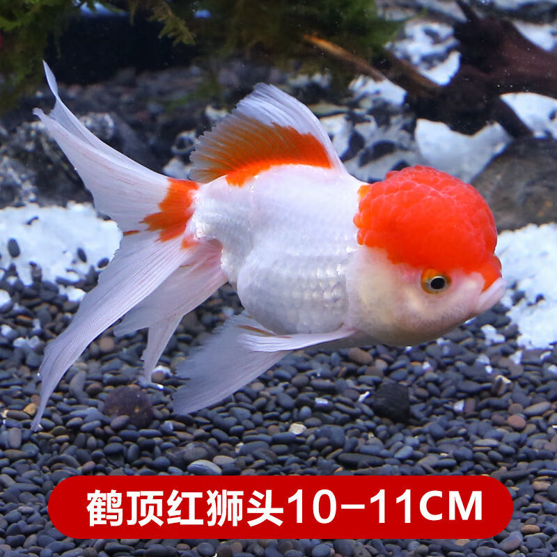 【京选推荐】丹顶红狮子头金鱼活体鹤顶红观赏鱼淡水鱼珍珠兰寿蝶尾