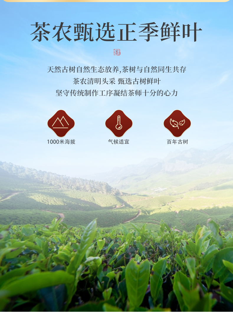 兴宁单枞茶2021新茶特级500g广东梅州客家茶叶高山单丛茶白叶单枞