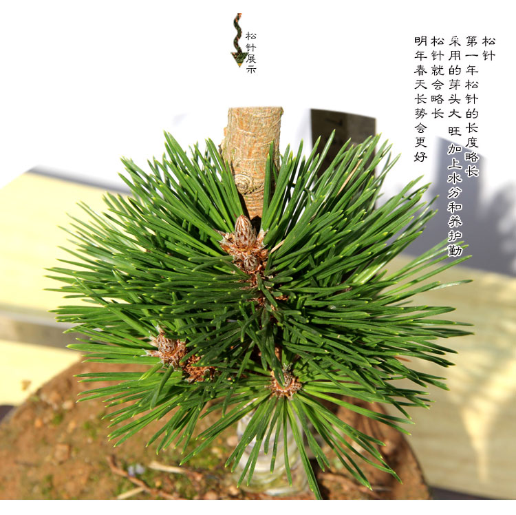 黑松千寿丸小苗寿松盆景素材千寿丸松树大芽嫁接两年千寿丸64含盆