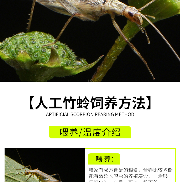 人工竹蛉活体鸣虫柬埔寨野生竹蛉盒有机竹蛉筒子虫具虫盒金钟盒罐精品