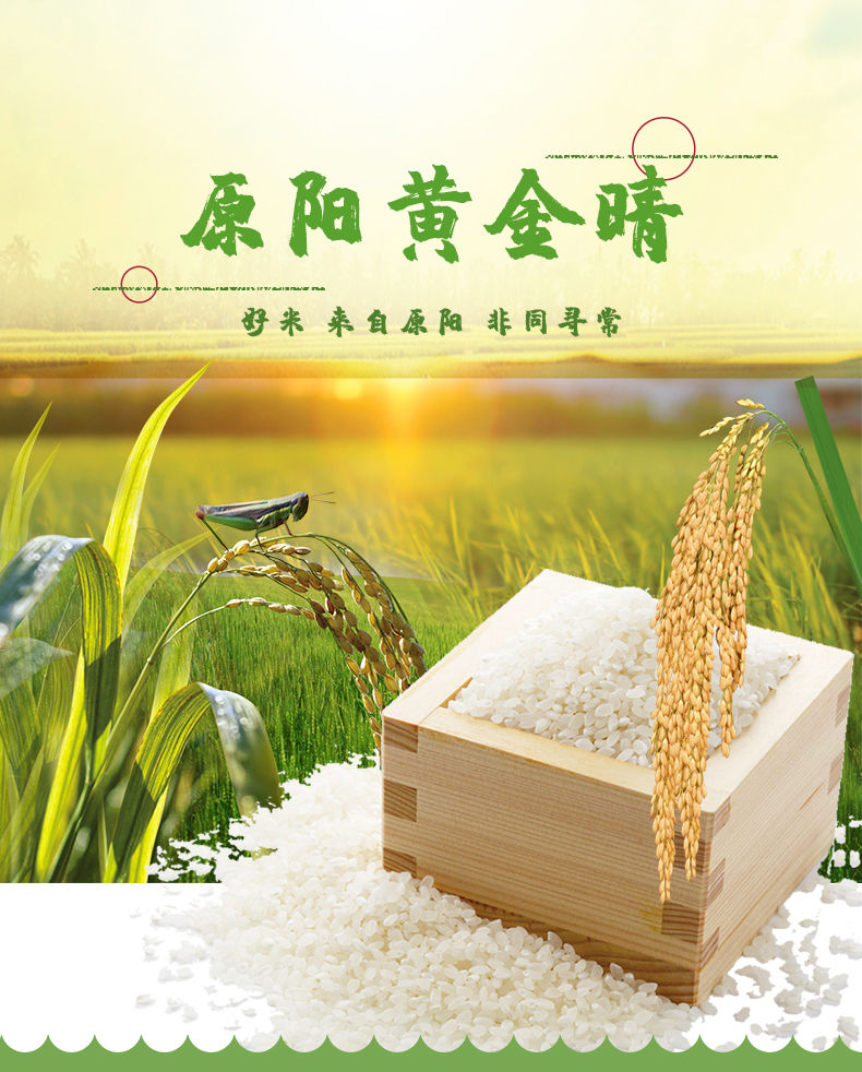 黄金晴大米gb/t22438圆粒粳米抛光 黄金晴22438【三十斤【图片 价格