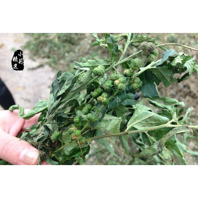 伟博透骨草500g克可磨透骨草粉中药透骨草珍珠透骨草