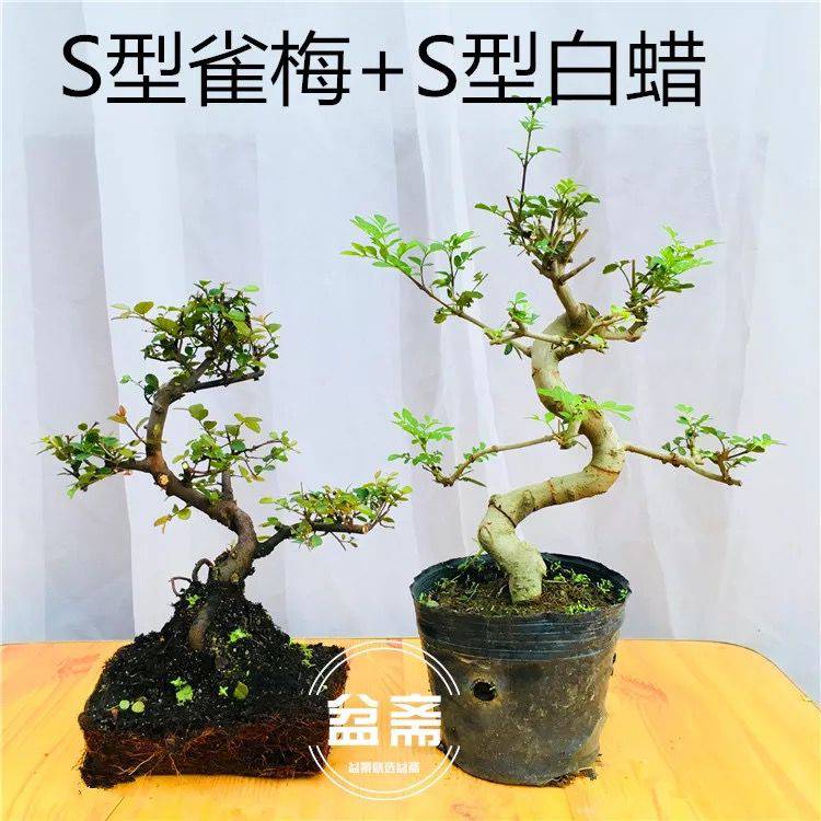 盆景植物造型福建茶小叶雀梅白蜡榆树老桩树桩四季常青开花结果基地s