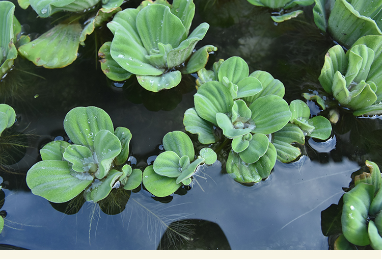 水芙蓉浮萍水草大薸水生植物水养净化水池塘漂浮绿色淡水迷你造景蓝色