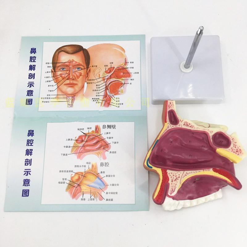 人体鼻腔解剖模型鼻部咽喉教学鼻子模型耳鼻喉科模型a款鼻腔有支架送