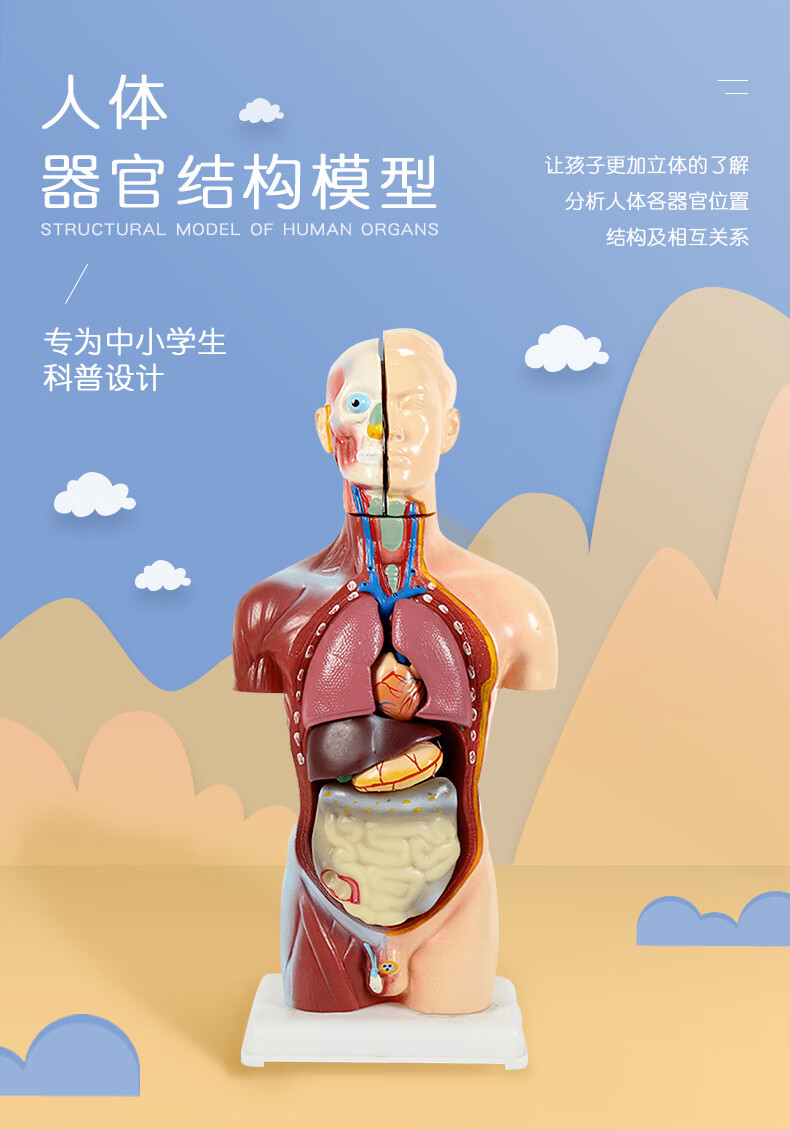 可拆卸医学解剖模型身体内脏器官身体骨骼架结构玩具雅德45cm人体模型