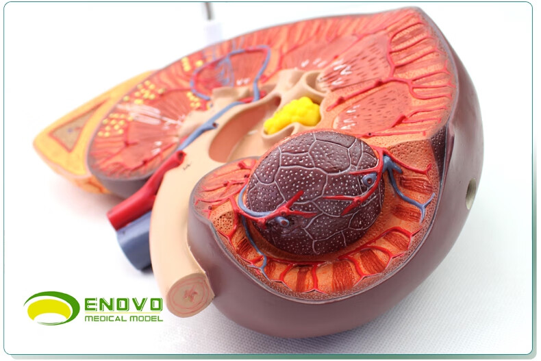 enovo颐诺医学人体肾脏肾上腺模型肾解剖泌尿模型生殖泌尿科肾模型肾