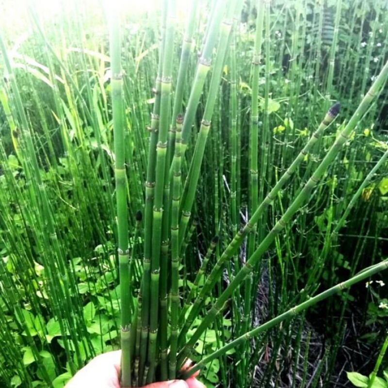 伟博木贼草节节草笔筒草接骨草无心草笔管草笔杆草纯干鲜云南药材 鲜