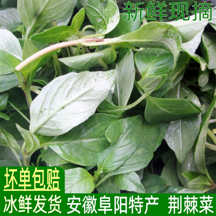 安徽阜阳特产新鲜荆棘菜1斤现摘现发荆芥荆芥菜大叶荆棘头调味菜鲜