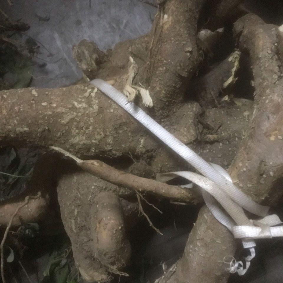 有仁堂新鲜草药岗梅根 点称木根 称星木根 500g【图片 价格 品牌 报价