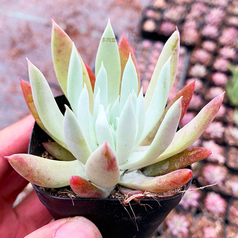 多肉植物仙女杯系列奴婢吉娜多肉组合盆栽花卉绿植奴婢小苗810cm单头