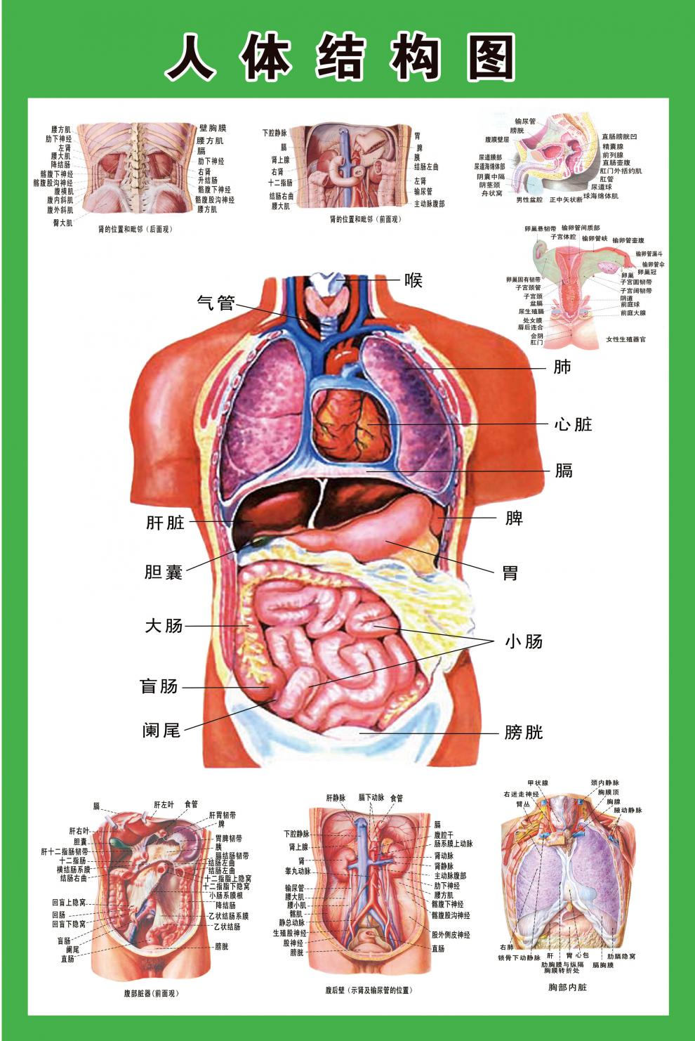 人体内脏结构图 人体内脏解剖示意图医学宣传挂图人体器官心脏结构图