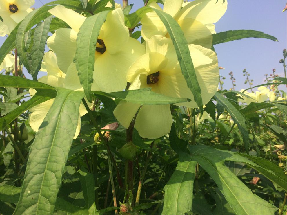 金花葵种子菜芙蓉无限开花观赏观光农业花卉产业野芙蓉黄蜀葵种籽阿芹