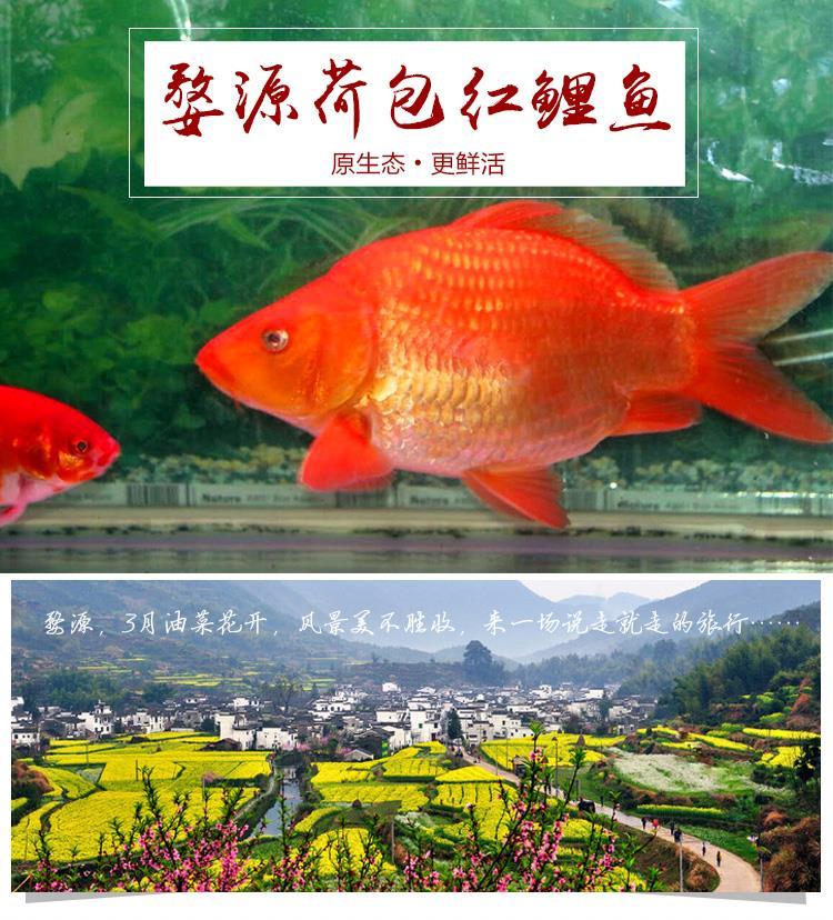 不二臣元宝鲤荷包鲤红鲤鱼短身观赏鲤鱼宠物鱼风水鱼大型淡水水族鱼
