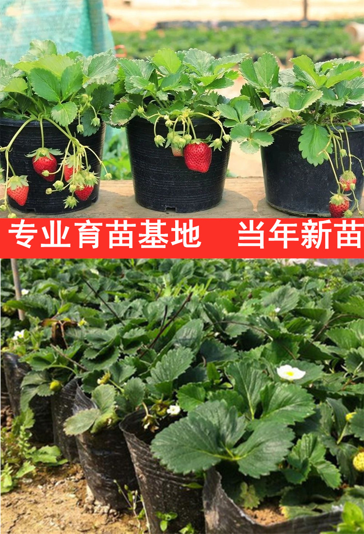 四季盆栽草莓苗奶油红颜食用阳台草莓盆栽带盆带土当年结果雪兔草莓4