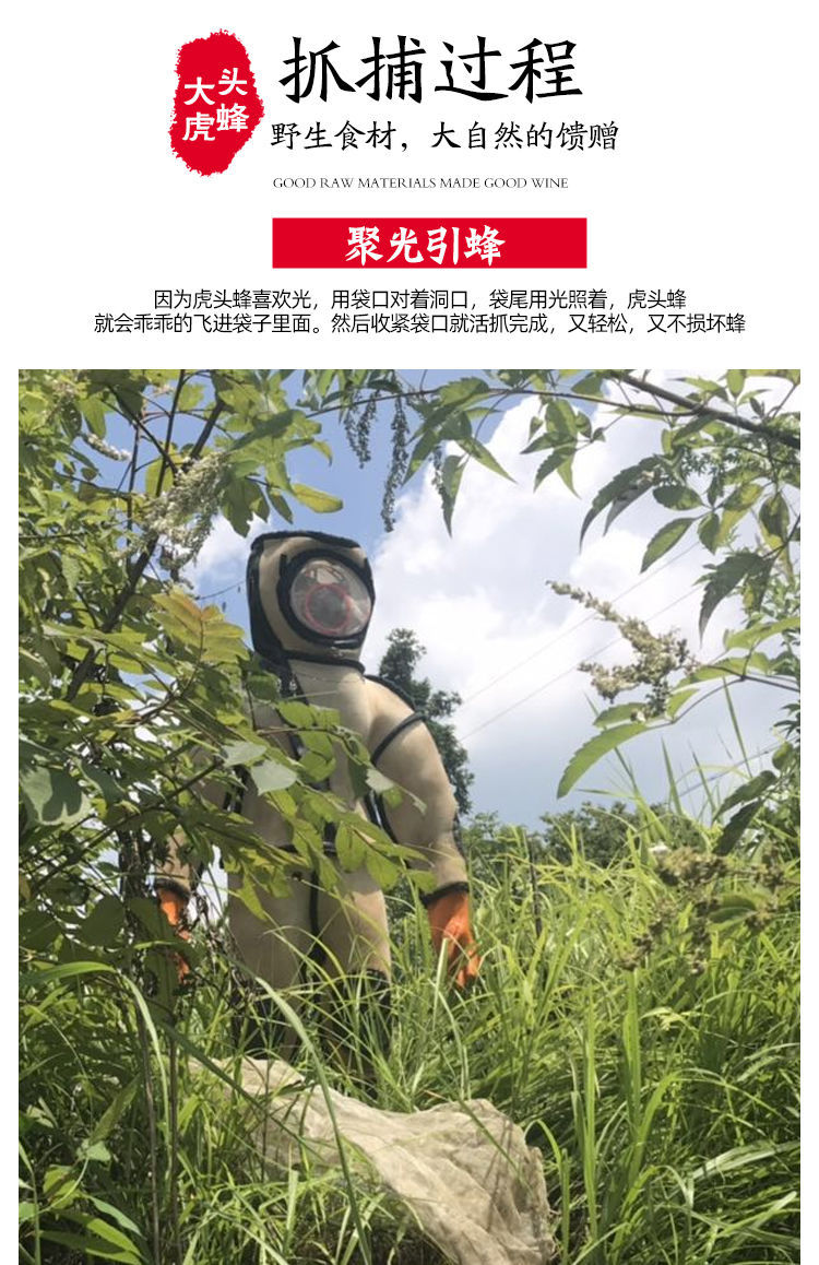 新鲜地龙蜂大马蜂虎头蜂活蜂泡酒黄蜂胡蜂蚂蜂现泡赛云南黑蜂红娘1斤
