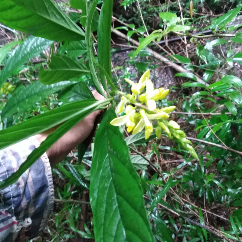 黄花倒水莲观音串黄花吊水莲倒吊黄花根黄花远志500g