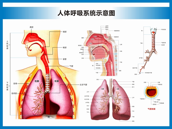医科医学教学挂图横版肺的构造图防水防晒背胶背面有胶32寸60x80厘米