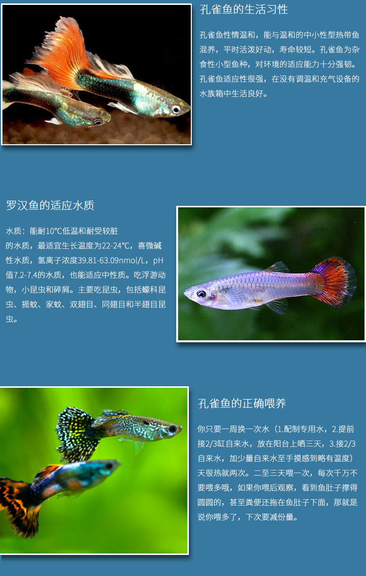 vieruodis杂袍孔雀鱼灯科鱼冷水热带淡水清道夫锦鲤金鱼观赏鱼活体