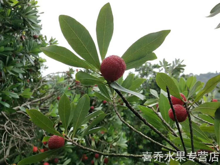 苏州西山乌紫杨梅新鲜保鲜现采发顺丰冷链5斤礼盒 2500g