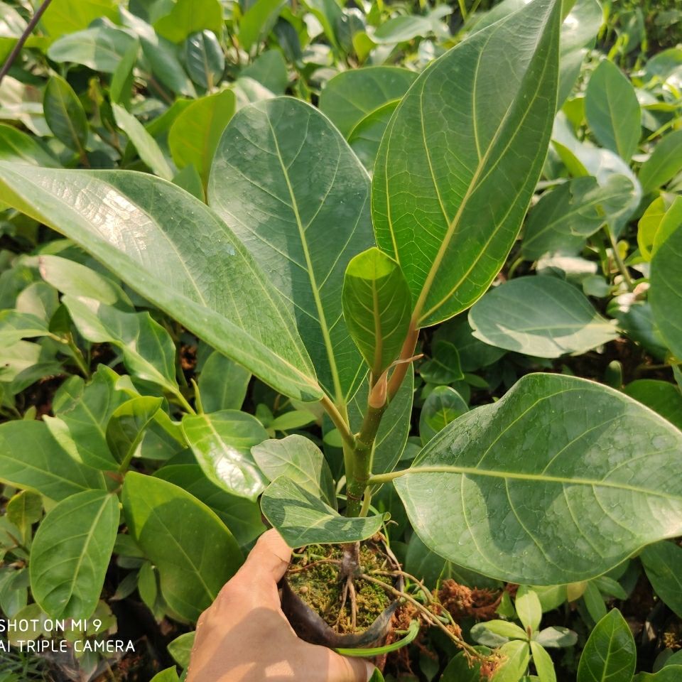 正宗高山榕树苗大叶榕苗大青树马榕富贵庭院绿化常绿地栽植物高山榕