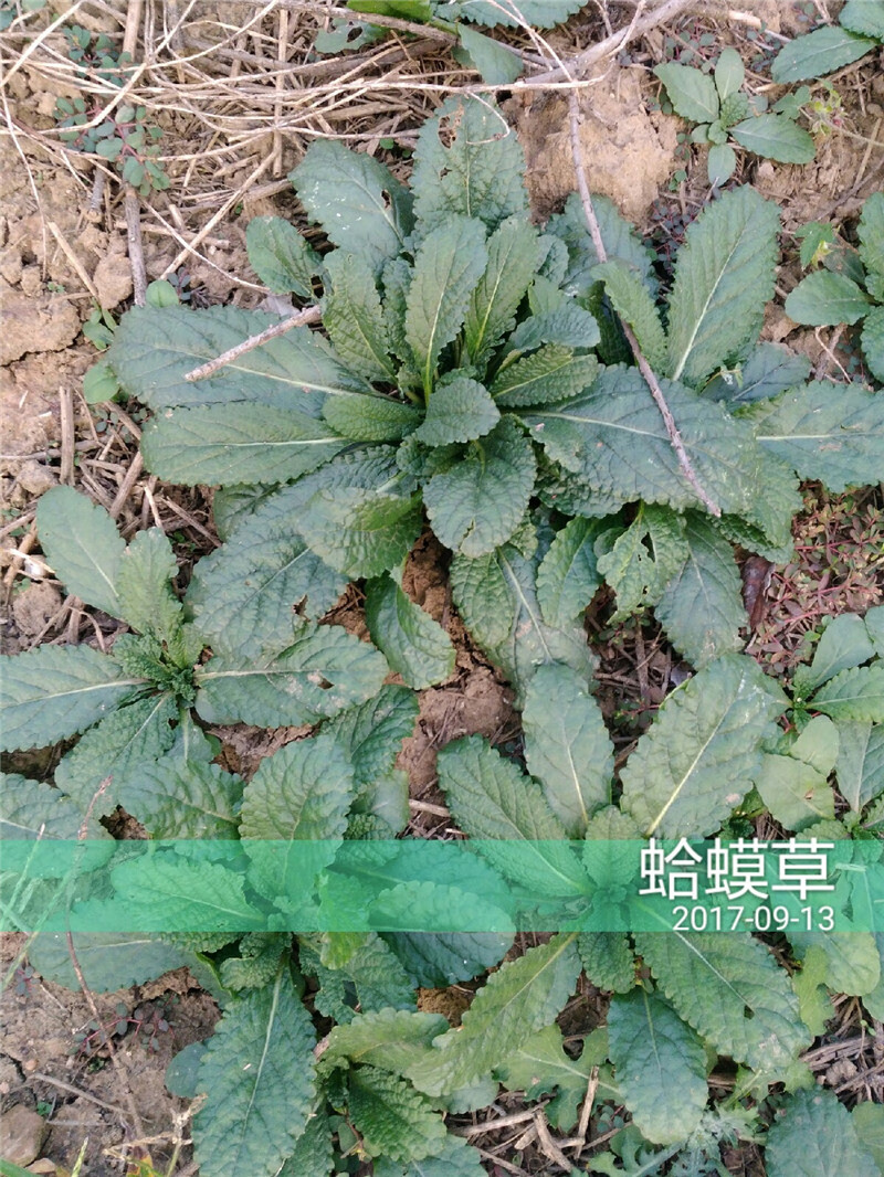 战长沙新鲜蛤蟆草癞蛤蟆菜蟾蜍草蛤蟆皮棵草荔枝草皱皮草雪见草500g干