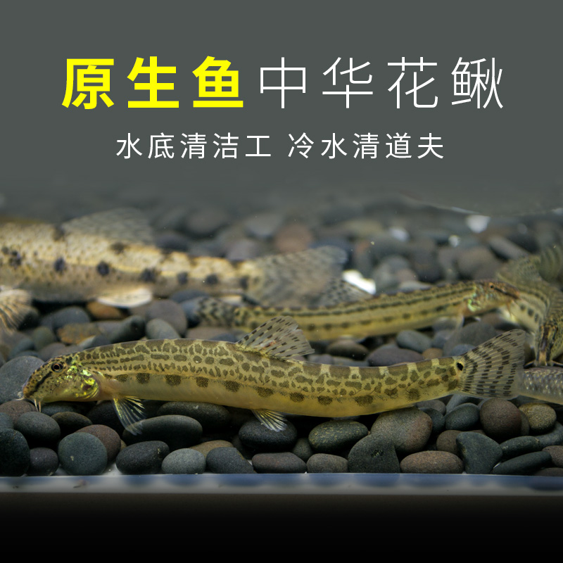 酷爬中华花鳅小泥鳅观赏鱼活体水族宠物中国原生鱼群游小型淡水冷水鱼