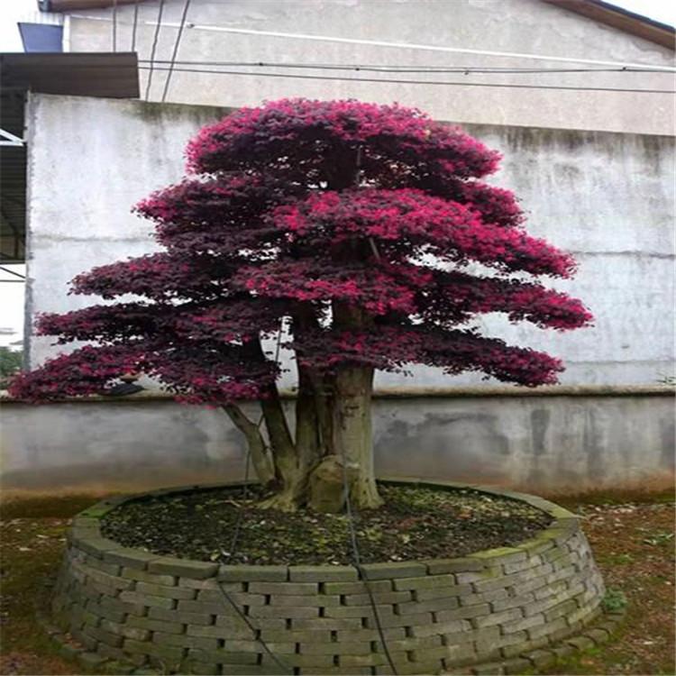 花友 红花继木盆景地景植物大型庭院别墅造型风景树老桩红花檵木 红花