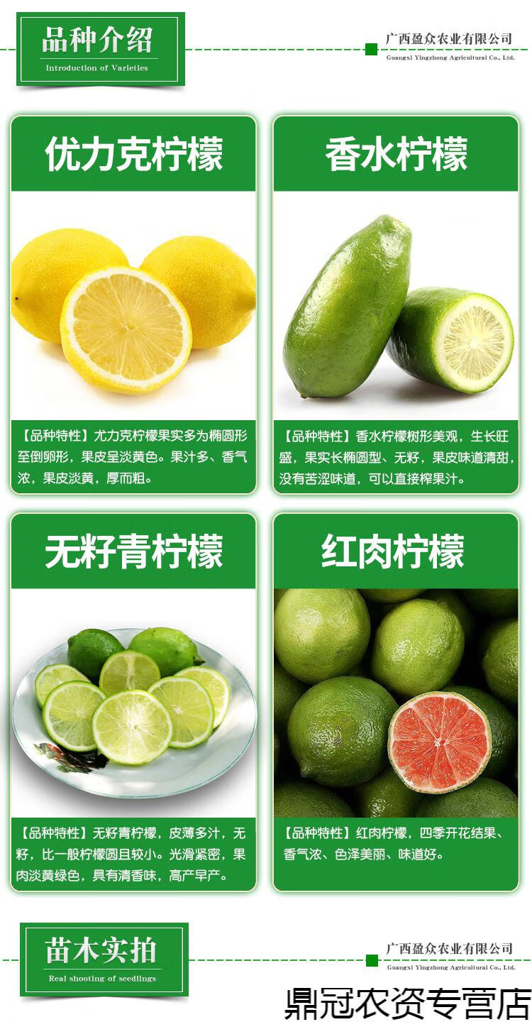 四季香水柠檬树苗优力克红肉青柠檬盆栽水果地栽庭院种植当年结果无籽