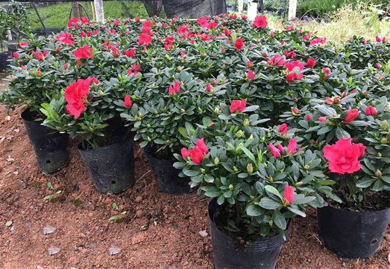 醉花春 杜鹃花盆栽四季开花杜鹃花盆景花卉杜鹃花苗室内客厅阳台绿色