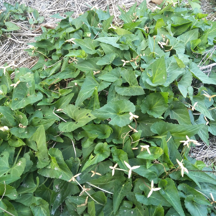 弘盈堂正宗生新鲜犁头草紫花地丁中草药铧头草梨嘴草玉如意草500g