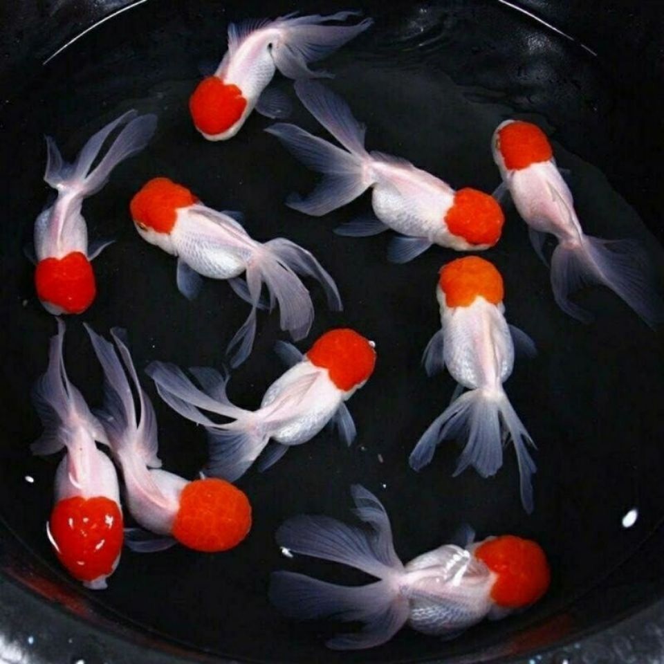 小金鱼鹤顶红头帽招财鱼活体红狮子头鸿运当头冷水鱼观赏鱼红金鱼鸿运