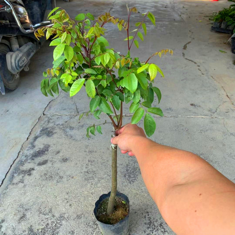 杨桃果树苗正宗四季甜脆无渣当年结果地栽盆栽南方种植杨桃苗蓝丽雅3