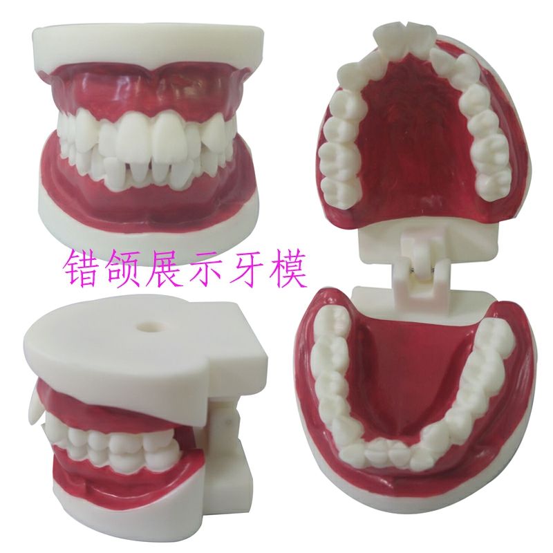 林中鸟牙齿模型模具早教刷牙牙模标准教具幼儿园教刷牙儿童宝宝口腔