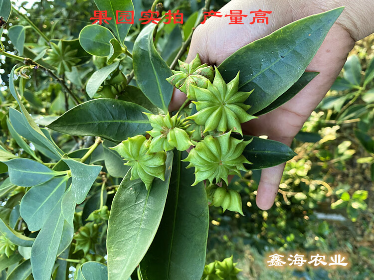 广西高产八角矮化嫁接苗古龙镇嫁接大红八角树苗杯苗大料大茴香苗