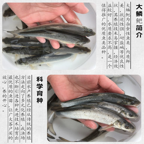 银鳕鱼苗淡水养殖食用大头亮鲃大鳞鲃团头魮锥首魮大型活苗银鳕鱼35cm