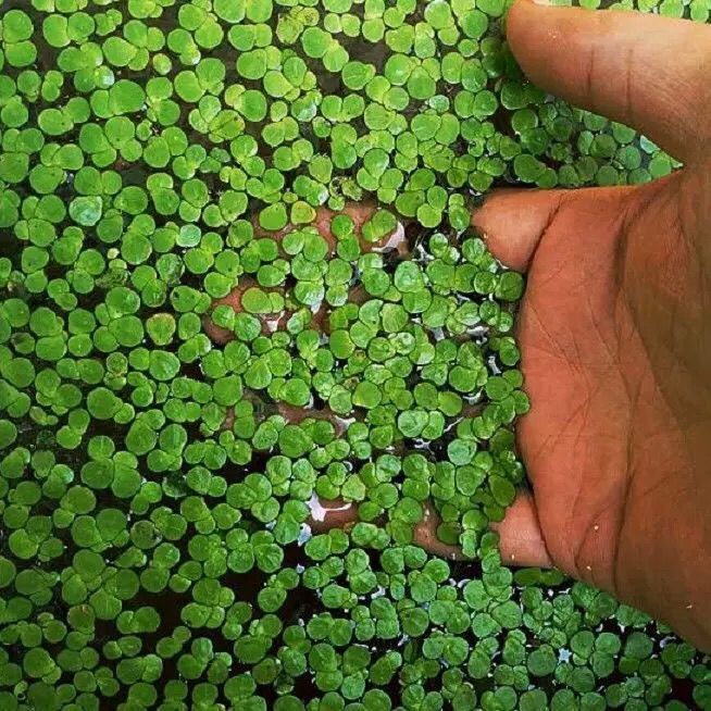 hkna水葫芦浮萍水生植物鱼缸金鱼乌龟水草造景净化水质水芙蓉水培绿植
