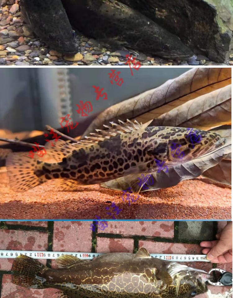 瑾伦斑鳜斑鳜苗斑鳜活体斑鳜鱼鳜鱼桶鳜淡水石斑鱼凶猛鱼原生鱼 12-15