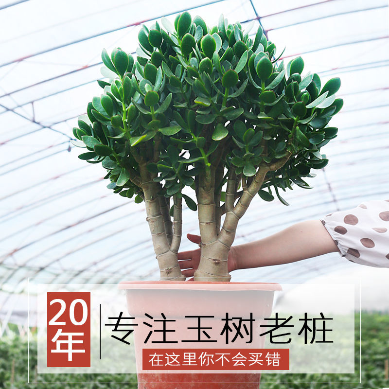 玉树盆栽多肉老桩四季常青植物室内办公室阳台耐旱绿植花卉盆栽玉树5