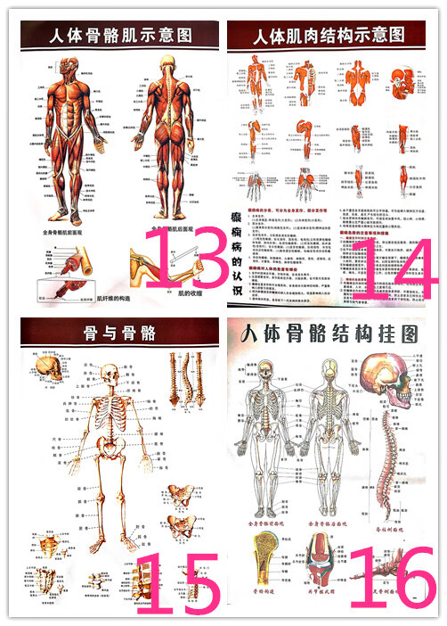 正骨彩色椎体人体脊柱模型人体骨骼模型大脊椎11带胸椎骨盆升级款d4