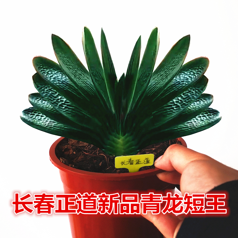 花姬 长春新品君子兰 青龙短王短叶麻脸油匠立板宽叶