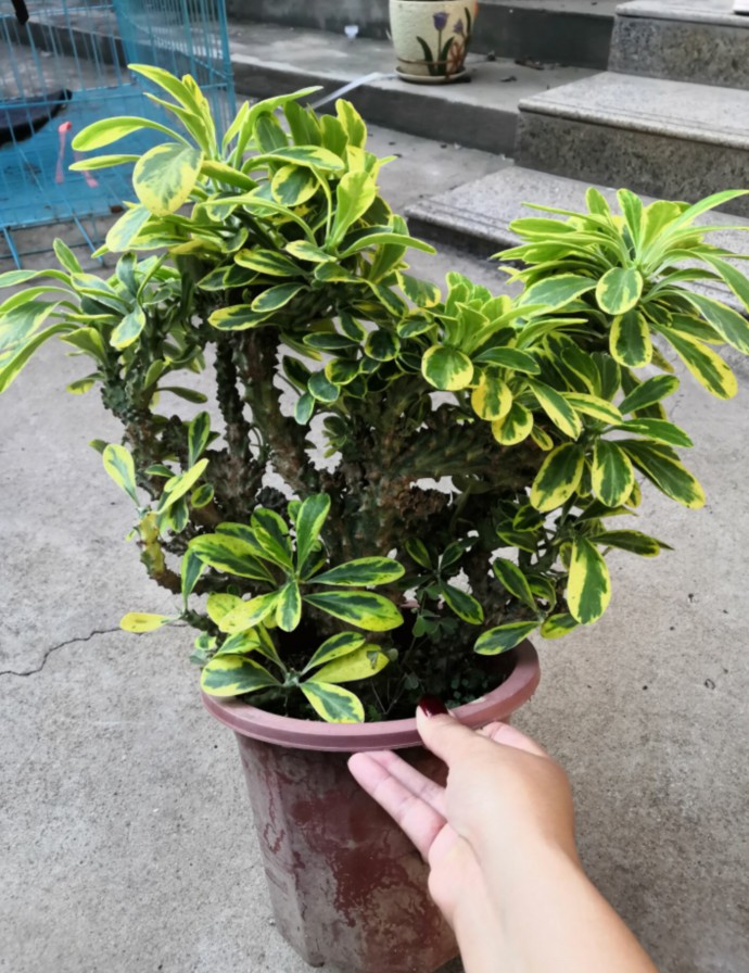 玉麒麟盆栽麒麟掌霸王鞭扇贝麒麟金麒麟多肉植物仙人植物龙骨一盆4050