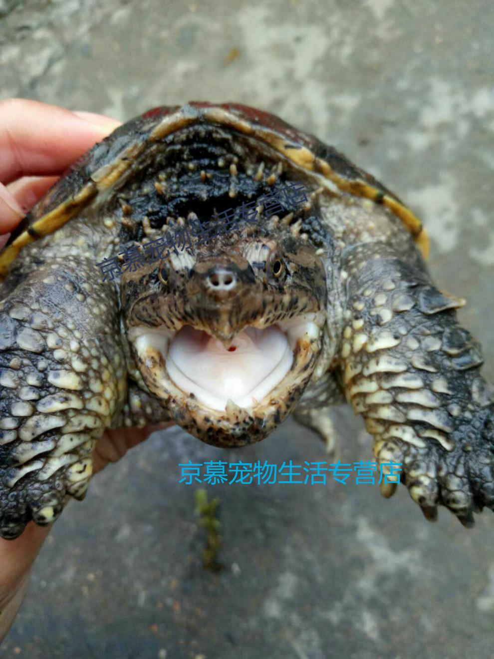 天弗鳄龟活物北美小鳄龟苗大鳄龟黄壳杂佛鳄龟爆刺纯佛鳄水龟低价 杂