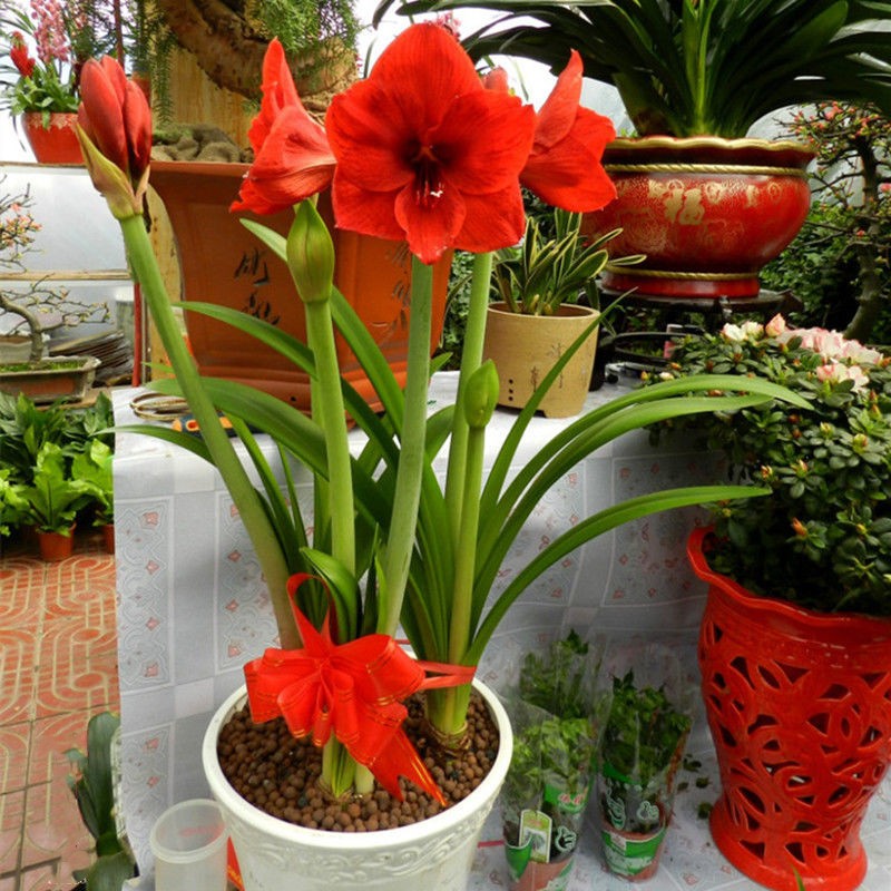 鹤顶红花卉盆栽红 红花莲 对子莲 朱顶兰花阳台 观花植物当年开花