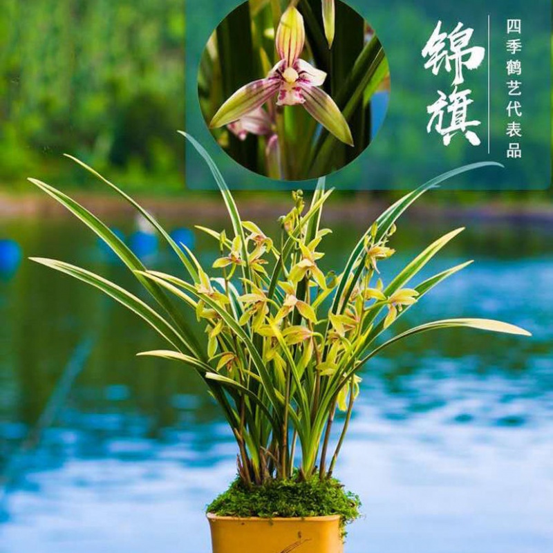 京选推荐】兰音汇精品兰花浓香型蕙兰墨兰建兰春兰苗室内绿植当年开花