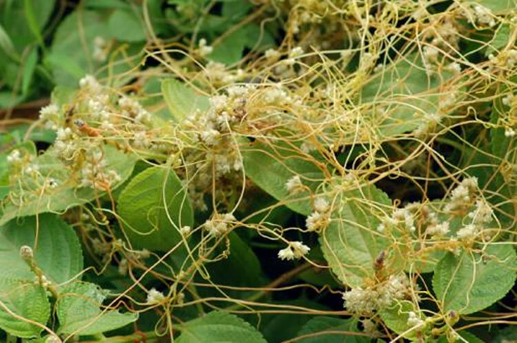 菟丝子种子东北野生中草药植物鸡血藤寄生植物金丝藤种子四季易活